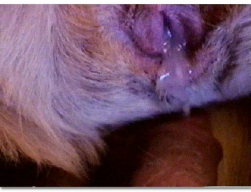 052 – BEAST ANIMAL CREAMPIE